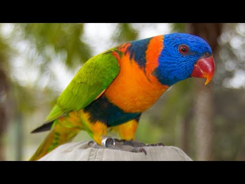 Video: Diferența Dintre Macaws și Papagali