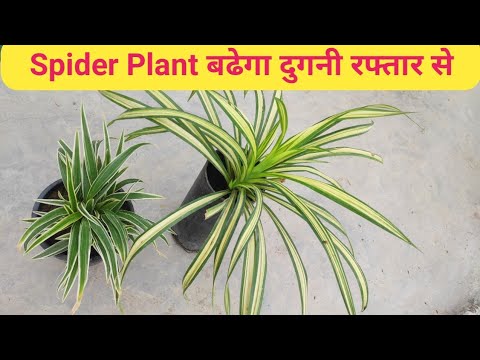 Secret of Spider Plant Growth !!! Care of Spider plant to give 100% success