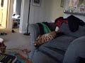 King Leonidas vs. Gravity