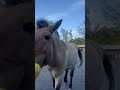 モウコノウマ「クヴァジー」のトレーニング［その1］：多摩動物公園