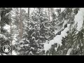 Snowstorm Sounds for Sleeping - 5 Hours Howling Wind and Falling Snow in the Forest