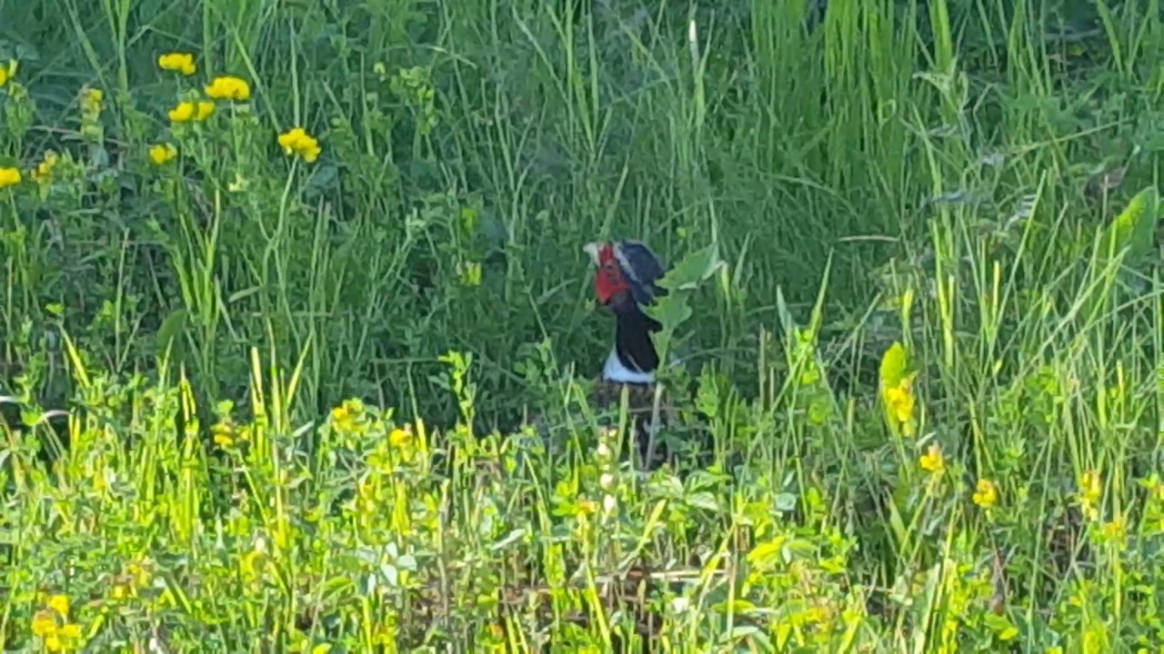 Pheasant - Cochrane Ontario