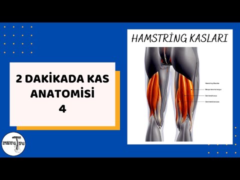 2 DAKİKADA KAS ANATOMİSİ-4 (HAMSTRING KASLARI)