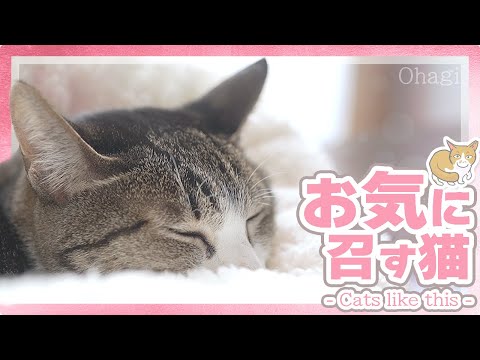 お気に召すメス猫