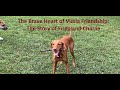 The brave heart of vizsla friendship the story of frida and charlie