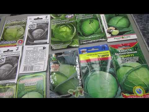 Обзор белокочанной капусты на 2019 год