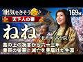ねね(北政所/高台院) の一生をゆっくりたどる長編歴史物語|藁の上の祝言から天下人の妻へ 涙で夫の社を守った生涯【2.8時間/169分】