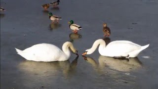 Breitenauer See Spaziergang am Eisufer by I Bins 142 views 8 years ago 2 minutes, 8 seconds