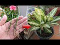 New technique of planting aglaonema flower by cutting branches planting with aloe vera and charcoal