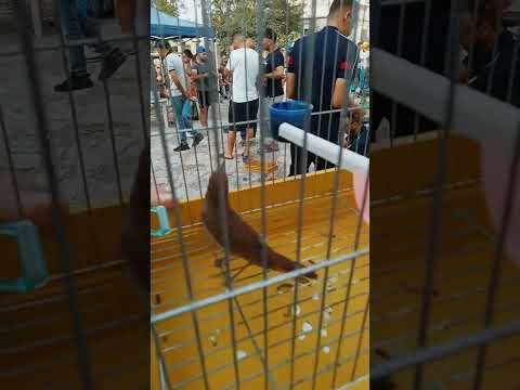 سوق أهراس سوق العصافير هواية ممتعة و تجارة مربحة 22 09 2023