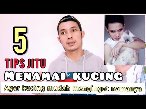 Video: Cara Menamai Kucing Lipat