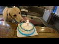 Cody the dog's first birthday