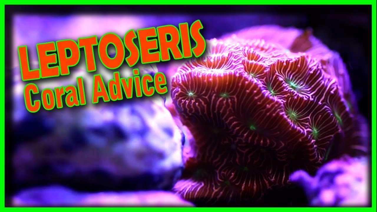 Coral Advice - Leptoseris Coral - YouTube