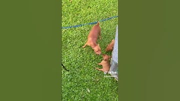 nay không còn nằm yên để cho cắn nữa đâu🤣🤣🤣 #hàihước