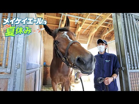 メイケイエールの夏休みに密着！武英智調教師とノーザンファームしがらきを訪問