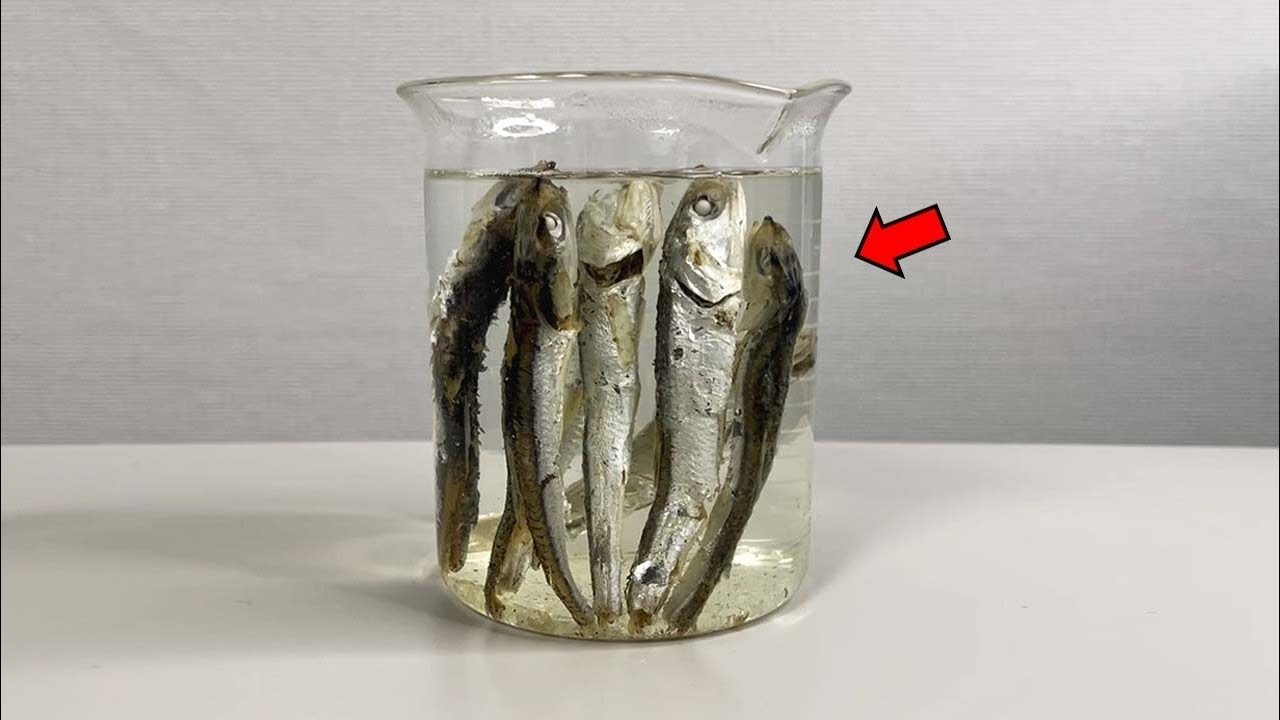 【衝撃注意】海産物の中にあるマイクロプラスチックを実際にお見せします…