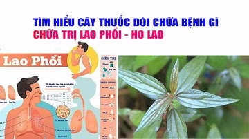 Cây Thuốc Dòi Chữa Bệnh Ho Lao | Cây Thuốc Nam Chữa Bệnh Lao Phổi