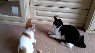 Epic Cat Fight | 4K