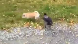 Funny video Upload via Vstatus on 2019-10-30
