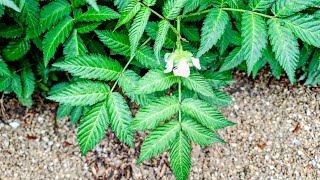 Rubus Illecebrosus - The Strawberry Raspberry Without Tasting