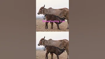 Breastfeeding Cow Amazing Shortvideos Animals Subscribe Keepsupporting 