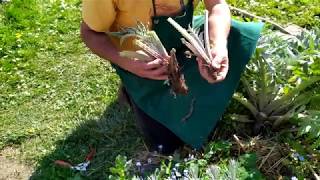 Division ou éclatage d'artichaut: L'artichaut une superbe fleur pour le jardin spontané !