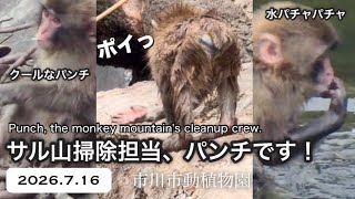 最新2026.7.16🐵🏔️開園直後〜10:35のサル山の様子