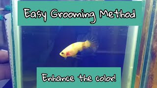 HOW TO GROOM BETTA AND ENHANCE ITS COLOR| Featuring Nemo Koi Betta
