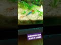 Alimentando com bicho de goiaba #aquarioplantado #lowtechtank #aquarismo #fish #aquarium #guppies