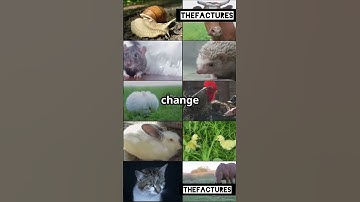 Thumbnail of Darwin's Theory Changed Everything🤯#facts#sciencefacts#darwin#viralvideo#shortsfeed#trending#science