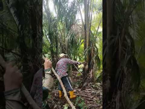 Tutorial ngupa pantu Part 1