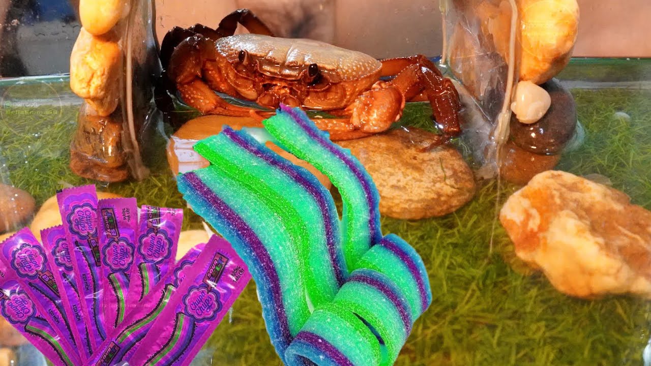 Can 7-color Gummy Candy Defeat The Crab Power?