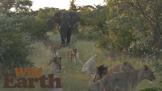 Elephant Bull shows Lions Who the Real King of the Bush is!