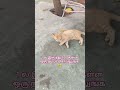 1 ல இருந்து 100 குள்ள ஒரு நம்பர் சொல்லுங்க😹#shortsfeed #comedy #funny cat mind voice#catvideos#pets