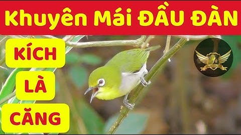 Khuyên Mái Đầu Đàn Kích Trống Nhanh Căng Lửa Tốt Nhất 2022 - Merangsang Nyanyian Burung - Pleci Bird