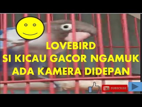 Video: Red Lored Amazon
