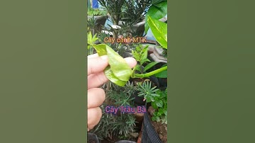 CÂY TRẦU BÀ | CÂY CẢNH | #SHORT CÂY DƯỢC LIỆU | CÂY THUỐC ĐÔNG Y | Khó khăn thành đơn giản