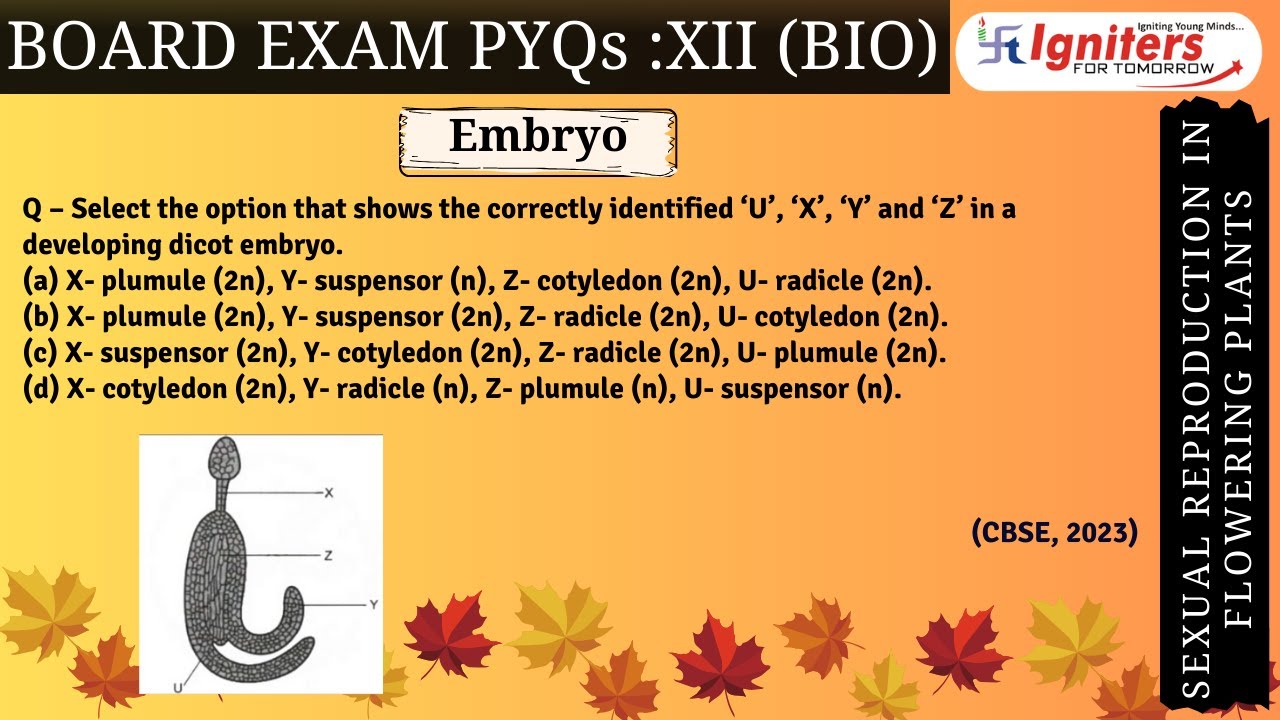 Select The Option That Shows The Correctly Identified ‘u ‘x ‘y And ‘z In A Developing