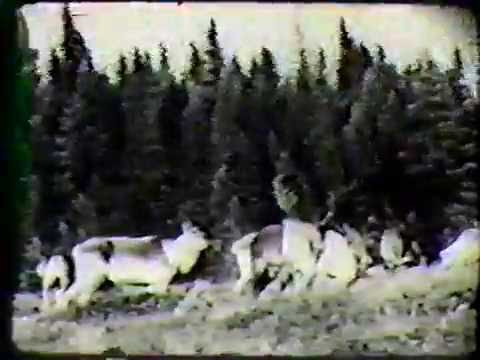 Newfoundland Railway #42 The Bullet part 1 (1962) - YouTube