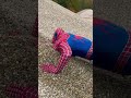 Spiderman’s Head Stuck In Sand