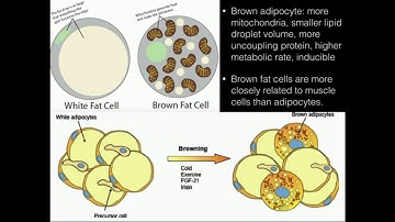 Uncoupling Proteins (Thermogenin) Produce HEAT!