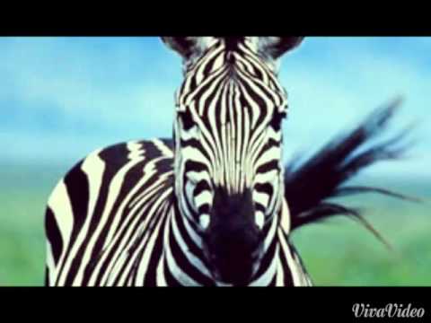 Lean on ~DJ Snake.  own mix by ZEB