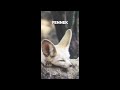 Boris Brejcha - Fennek (Unreleased Live)