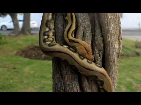 Python reticulatus climbing