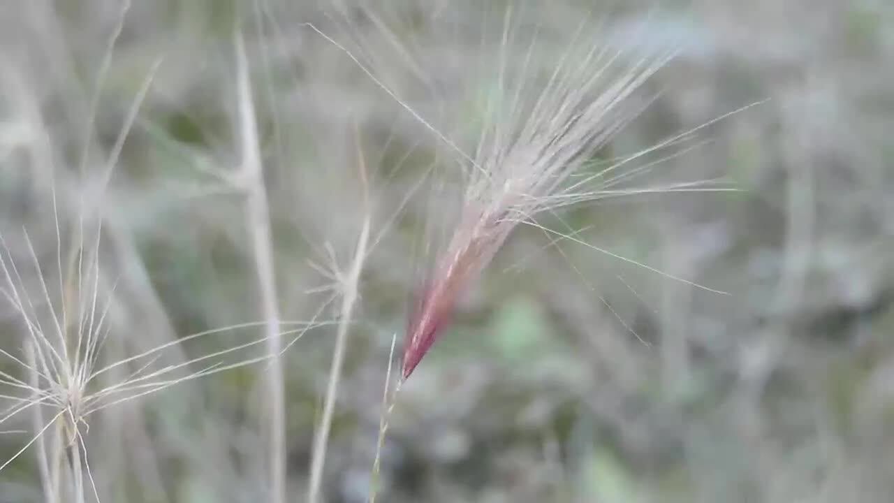Foxtail barley’s autumn danger
