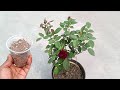 Best organic fertilizer for any plants  100 natural fertilizer for rose plant