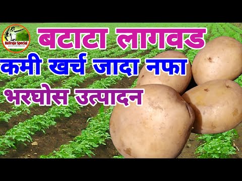 √कशी करावी #बटाटा लागवड . तीन महिन्यात भरघोस उत्पादन . #potato farming in Marathi