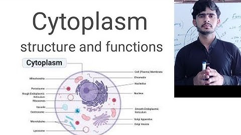 Cytoplasm || it