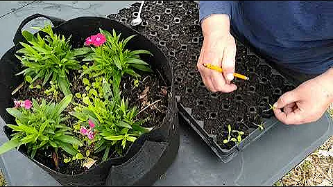 #ThatSauce Mrs. Weems Honorary Grow Bag Update- Th...