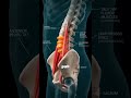 These seven sleeping Positions are silently destroying your spine #sleeping #positions